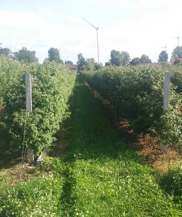 Słupki betonowe do malin i  winorośli